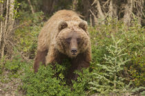 Arctic Grizzly Bear von Danita Delimont