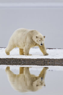 polar bear by Danita Delimont