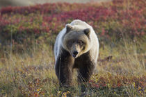 Grizzly bear on fall tundra von Danita Delimont