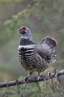Spruce Grouse by Danita Delimont