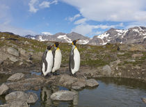 A group of penguins standing together on banks of Nigu River. by Danita Delimont