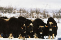 USA, Alaska, Arctic National Wildlife Refuge, Musk ox bulls ... von Danita Delimont