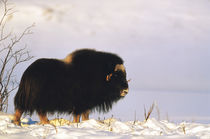 USA, Alaska, Alaska North Slope, Arctic National Wildlife Re... by Danita Delimont