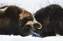 USA, Alaska, Alaska North Slope, Arctic National Wildlife Re... von Danita Delimont