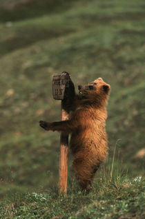 USA, Alaska, Denali National Park And Preserve, Grizzly bear... by Danita Delimont