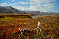 Mighty Denali, highest mountain in all of North America by Danita Delimont