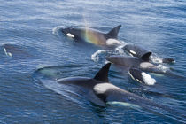 North America, USA, Alaska, Frederick Sound, Orca, Orcinus orca, pod by Danita Delimont