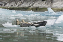 Four Harbor seals on iceberg by Danita Delimont