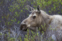 Alaskan Cow Moose by Danita Delimont