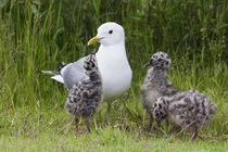 Mew Gull with chicks by Danita Delimont