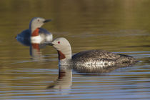 Red-throated Loon Pair by Danita Delimont