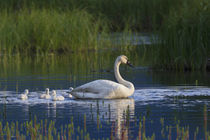 Trumpeter Swan with Cygnets by Danita Delimont