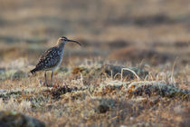 Bristled-thighed Curlew by Danita Delimont
