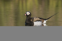 Long-tailed Duck, Oldsquaw by Danita Delimont