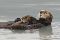 Sea Otters, Mother with pup by Danita Delimont