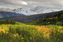 Alaska Range in Autumn, Taiga, Tundra, Denali National Park,... by Danita Delimont