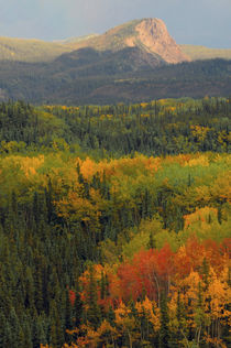 Alaska Range in Autumn, Taiga, Tundra, Denali National Park,... von Danita Delimont