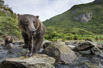 Brown Bear and Spring Cub, Katmai National Park, Alaska von Danita Delimont
