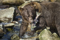 Brown Bear and Salmon, Katmai National Park, Alaska by Danita Delimont