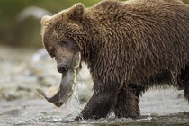 Brown Bear and Spawning Salmon, Katmai National Park, Alaska von Danita Delimont