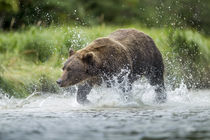 Brown Bear Chases Salmon, Katmai National Park, Alaska by Danita Delimont
