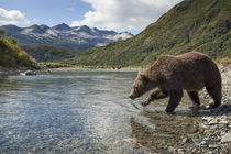 Brown Bear, Katmai National Park, Alaska by Danita Delimont