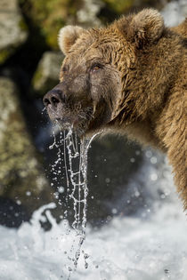 Brown Bear, Katmai National Park, Alaska by Danita Delimont