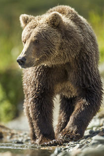Brown Bear, Katmai National Park, Alaska von Danita Delimont