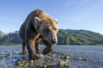 Brown Bear, Katmai National Park, Alaska von Danita Delimont