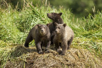 Brown Bear Cubs, Katmai National Park, Alaska von Danita Delimont