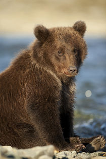 Brown Bear Cub, Katmai National Park, Alaska von Danita Delimont