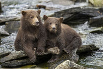 Brown Bear Cubs, Katmai National Park, Alaska by Danita Delimont