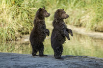 Brown Bear Spring Cubs, Katmai National Park, Alaska von Danita Delimont