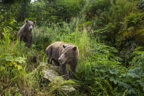 Brown Bear Cubs, Katmai National Park, Alaska von Danita Delimont