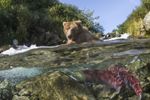 Brown Bear and Spawning Salmon, Katmai National Park, Alaska von Danita Delimont