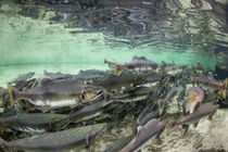 Spawning Salmon, Katmai National Park, Alaska by Danita Delimont