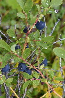 USA, Alaska, Hatchers Pass, low bush blueberry. by Danita Delimont