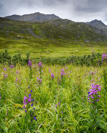 USA, Alaska, Hatchers Pass, fireweed in bloom. by Danita Delimont