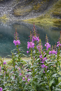 USA, Alaska, Hatchers Pass, Summit Lake fireweed. by Danita Delimont