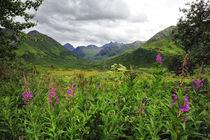 Valley of wildflowers in Alaskan mountain range by Danita Delimont