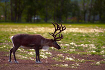 A reindeer or caribou standing in grass wary by Danita Delimont