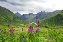 Wildflower front and center in this Alaskan valley, mountain landscape by Danita Delimont