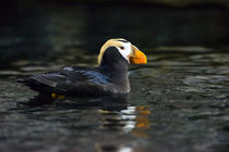 A Tufted Puffin swimming in dark waters by Danita Delimont