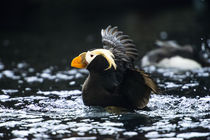 A Tufted Puffin shaking water off his wings after landing by Danita Delimont