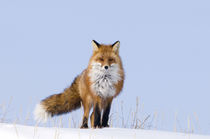 Adult red fox along the arctic coast in winter by Danita Delimont