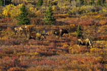 Moose in Autumn Colored Tundra by Danita Delimont