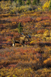 Moose in Autumn Colored Tundra by Danita Delimont