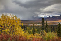 Autumn Color along the Glennallen Highway by Danita Delimont