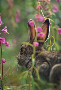 Snowshoe Hare, Alaska, USA by Danita Delimont