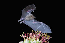 Tucson, Arizona, USA, Leafnosed fruit bat over agave blossom by Danita Delimont
